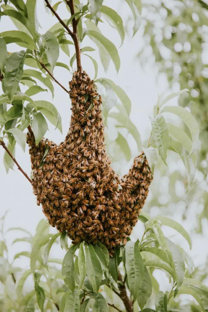 Bees on the farm