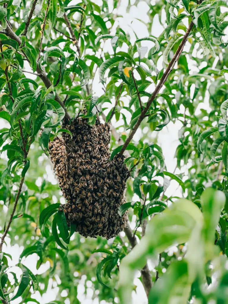 2024 bee swarm