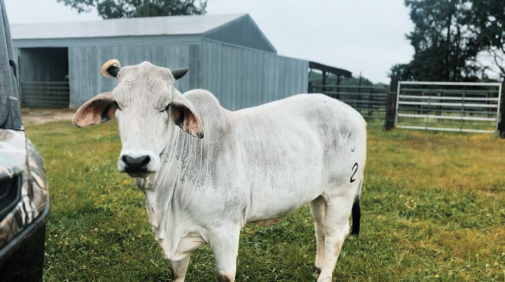 Bagel cow